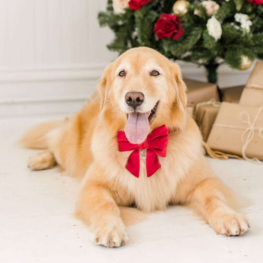 Cranberry Velvet Lady Dog Bow: Small