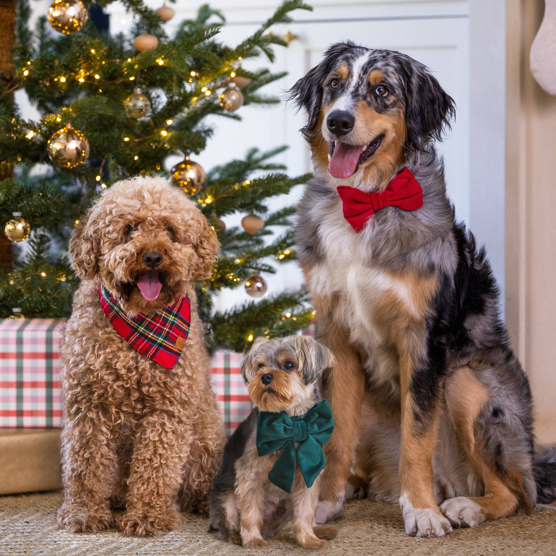 Foggy Dog Tartan Plaid Flannel Holiday Dog Bandana: Large