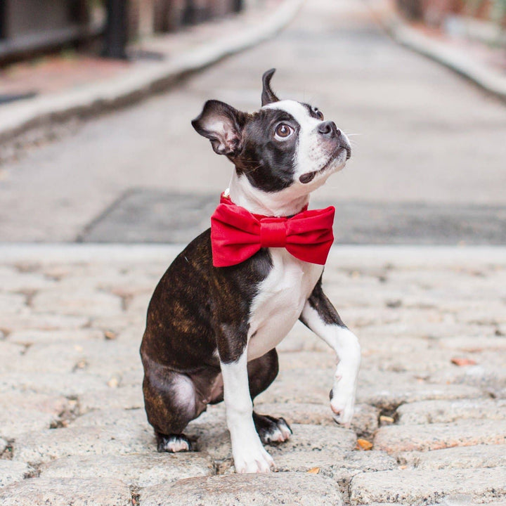 Cranberry Velvet Dog Bow Tie: Large