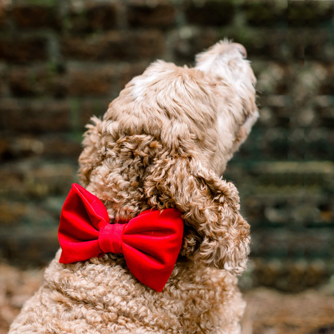 Cranberry Velvet Dog Bow Tie: Large