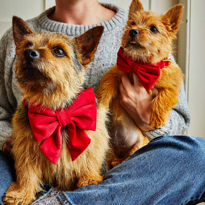 Cranberry Velvet Dog Bow Tie: Large