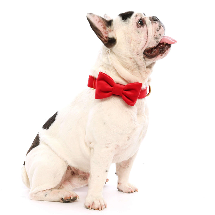 Cranberry Velvet Dog Bow Tie: Large