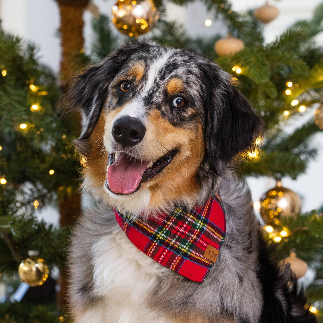 Foggy Dog Tartan Plaid Flannel Holiday Dog Bandana: Large