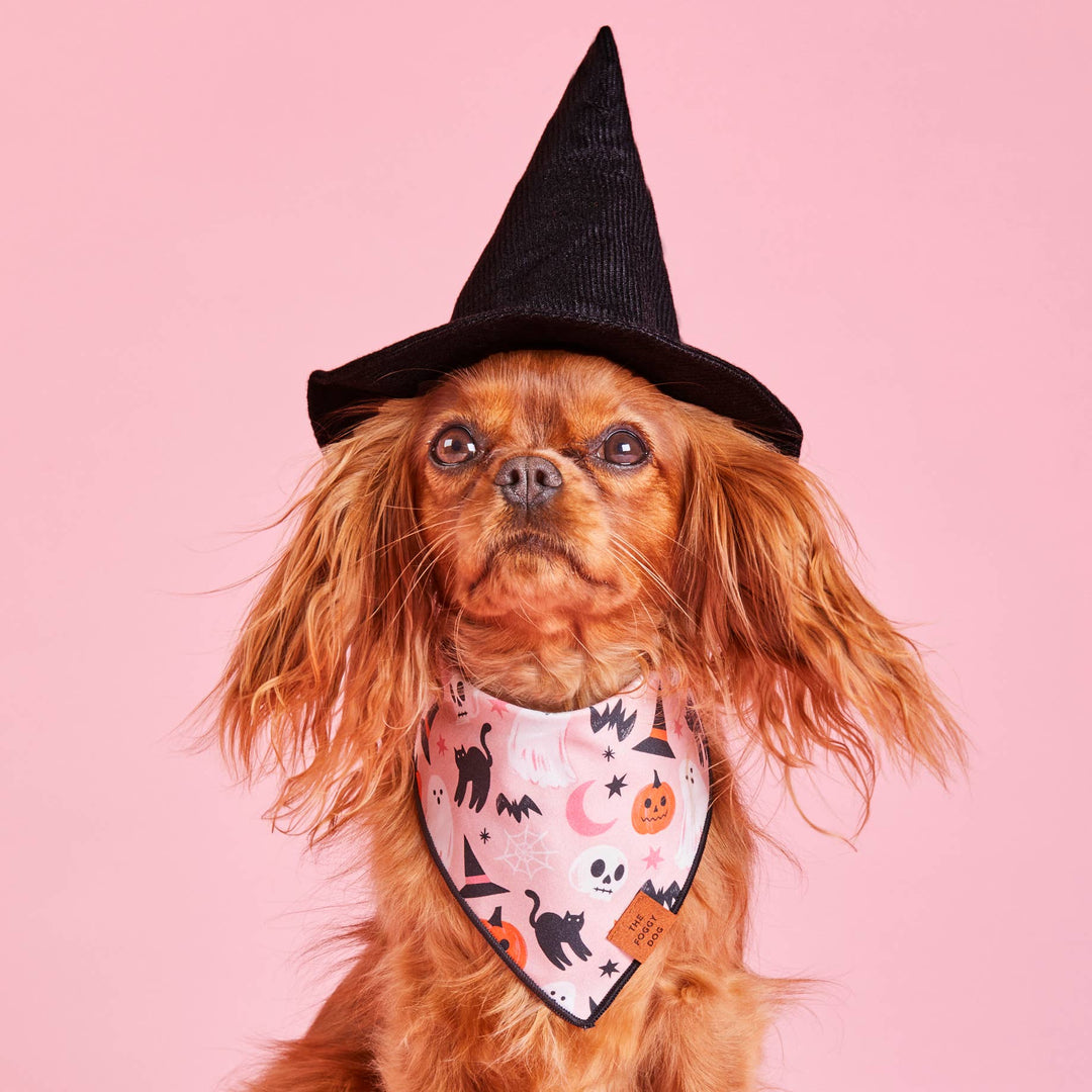 Foggy Dog Bewitched Halloween Dog Bandana